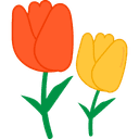 Tulips